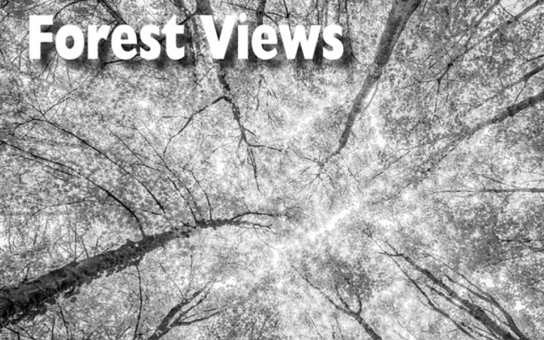 Forest Views 3: Between Fern Gully and Fiber Farms